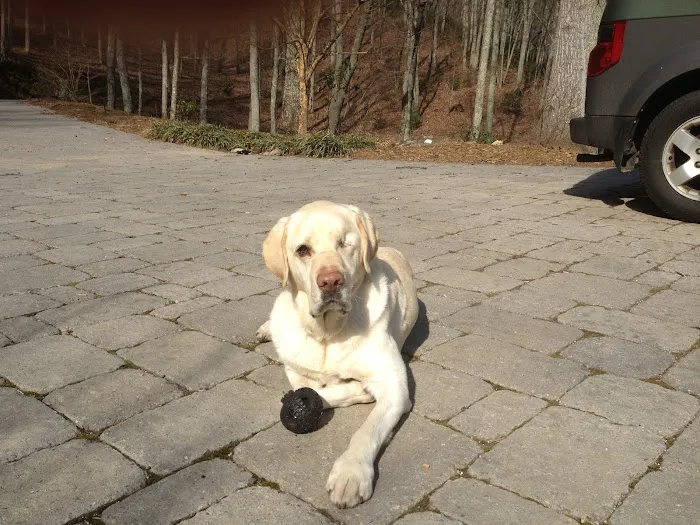 Animal Hospital of North Asheville Picture 7