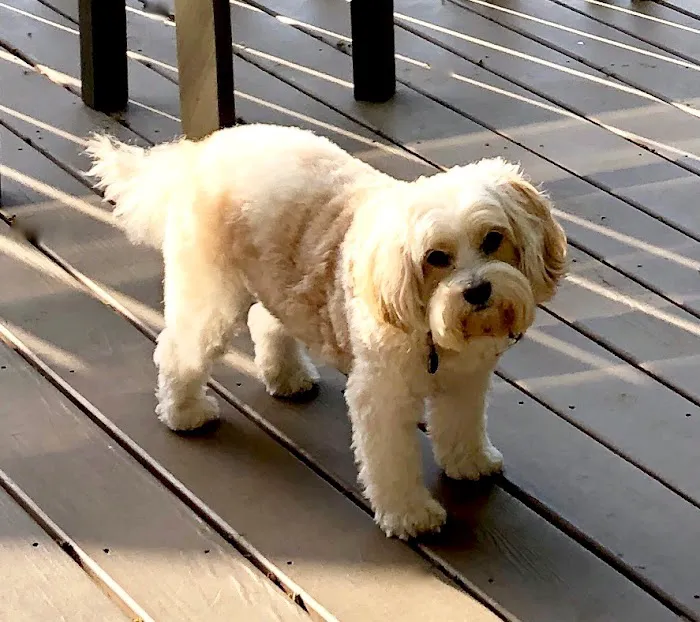 Animal Hospital of North Asheville Picture 10
