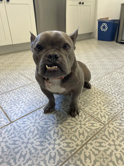 Charlotte Street Animal Hospital Picture 1