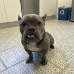 Charlotte Street Animal Hospital