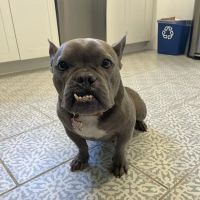 Charlotte Street Animal Hospital ico