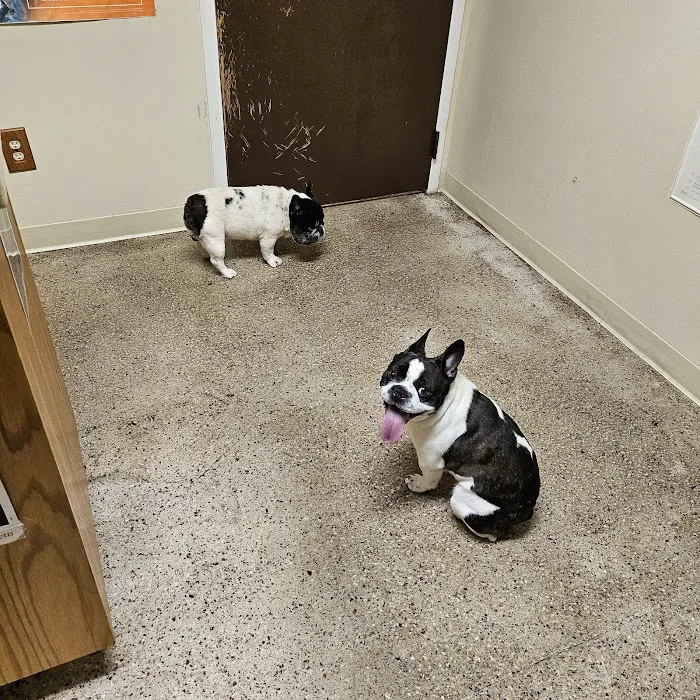 Medicine Man Veterinary Hospital, PLLC Picture 4