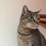 Medicine Man Veterinary Hospital, PLLC