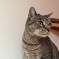 Medicine Man Veterinary Hospital, PLLC ico