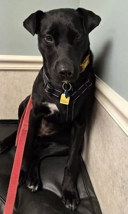 Burke Animal Clinic Picture 4