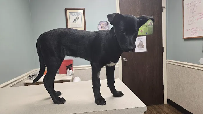 Burke Animal Clinic Picture 2