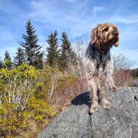 Hinkle's Pet Hospital ico