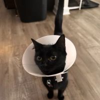 Thunder Road Animal Hospital ico