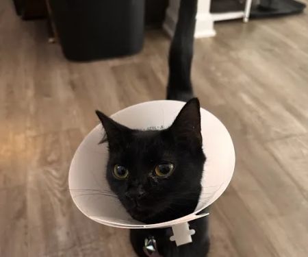 Thunder Road Animal Hospital