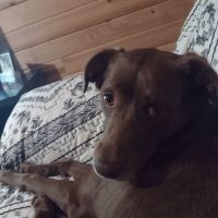 Tri-City Animal Clinic ico
