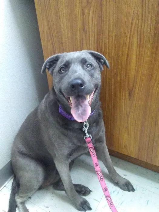 Tri-City Animal Clinic Picture 6