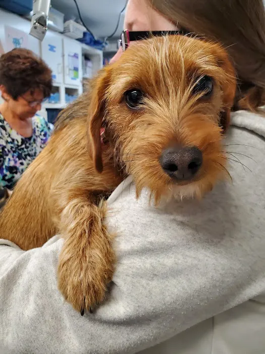 Foothills Animal Clinic Picture 6
