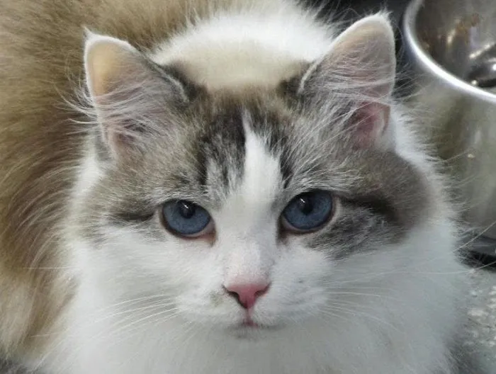Foothills Animal Clinic Picture 4