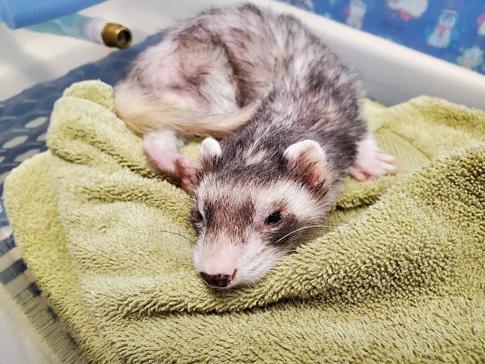 Foothills Animal Clinic Picture 9