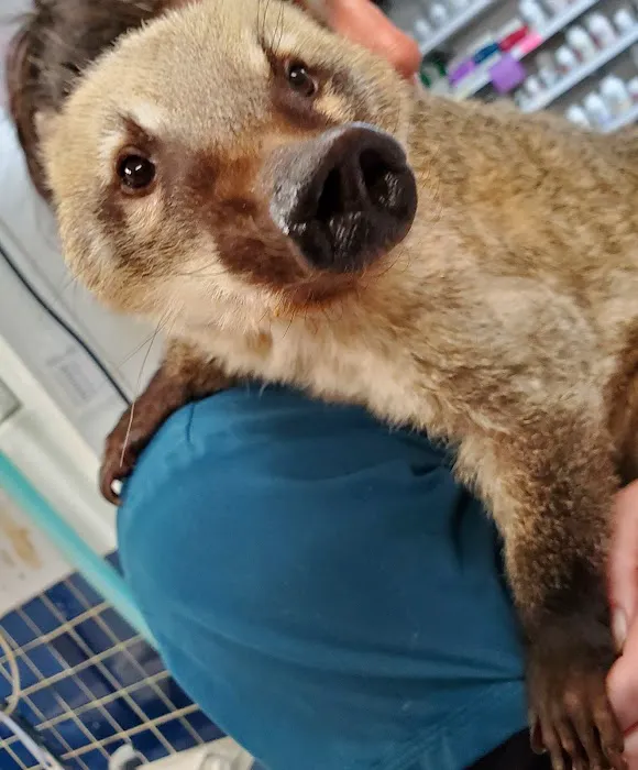 Foothills Animal Clinic Picture 8