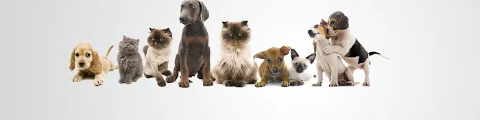 Swannanoa Valley Animal Hospital Picture 7