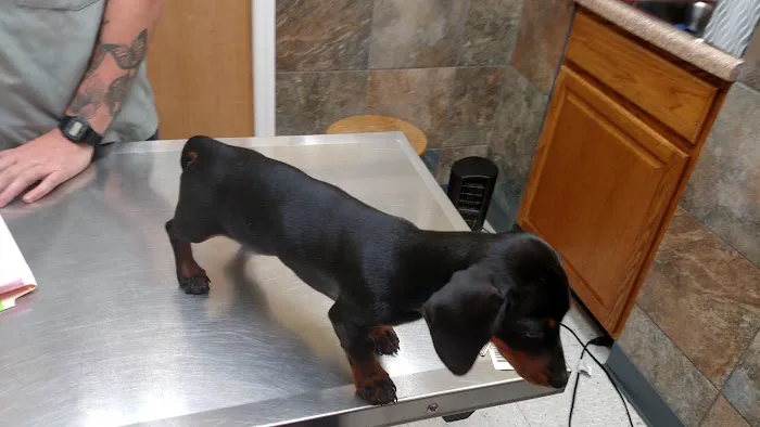 Swannanoa Valley Animal Hospital Picture 8