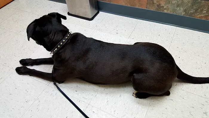 Swannanoa Valley Animal Hospital Picture 2