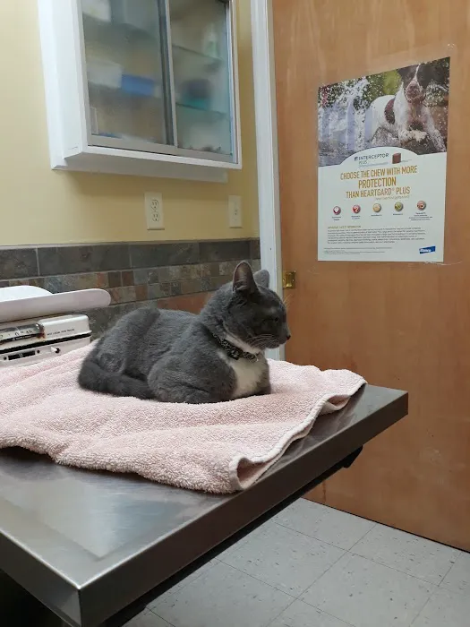 Swannanoa Valley Animal Hospital Picture 4
