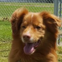 Animal Hospital East ico