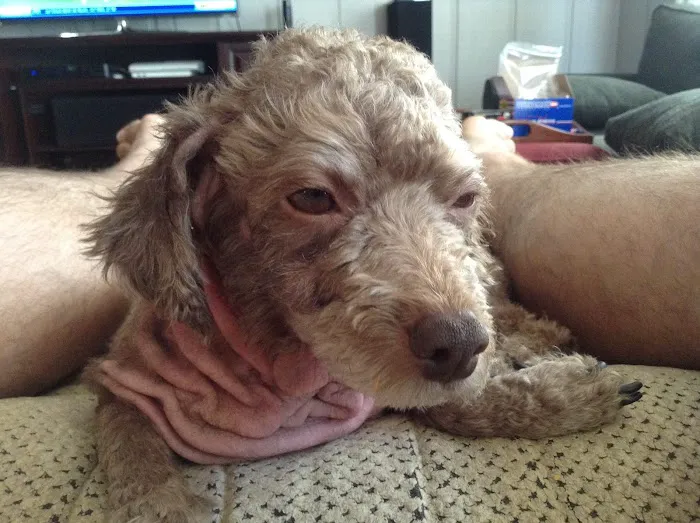 Cedar Ridge Animal Hospital Picture 7