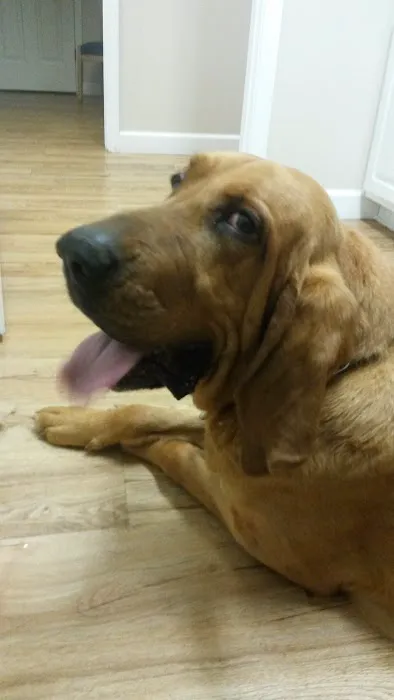 Cedar Ridge Animal Hospital Picture 4
