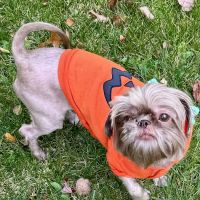 Cedar Ridge Animal Hospital ico