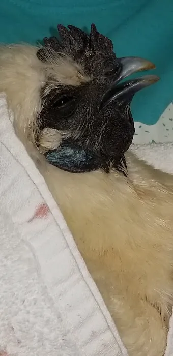 Cedar Ridge Animal Hospital Picture 3