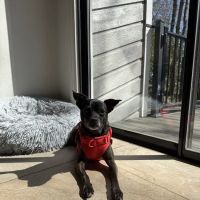 Haw Creek Animal Hospital ico