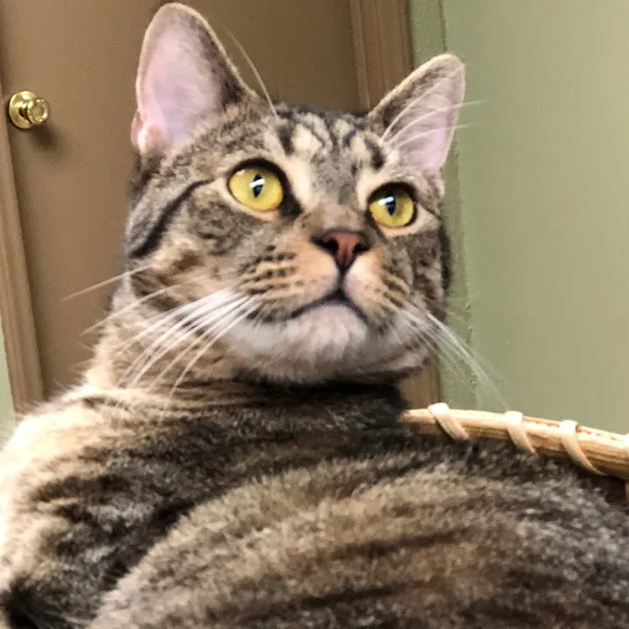 Haw Creek Animal Hospital Picture 10