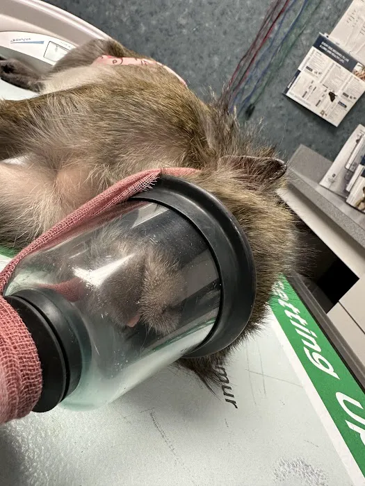 Lenoir Veterinary Hospital Picture 9