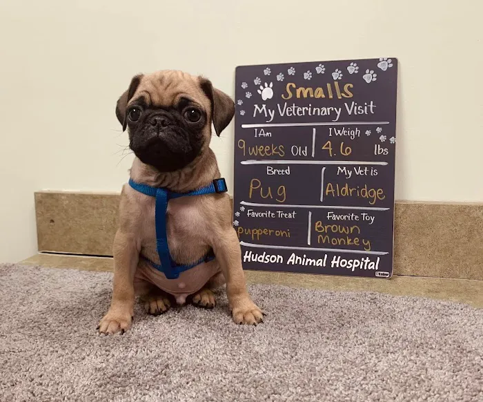 Hudson Animal Hospital Picture 7