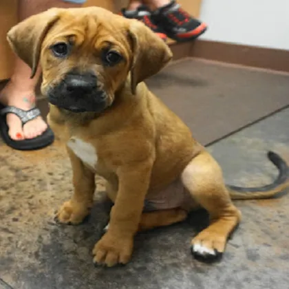 Hudson Animal Hospital Picture 8