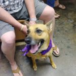 Hudson Animal Hospital