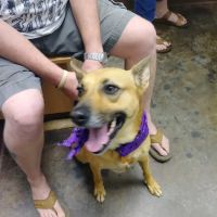 Hudson Animal Hospital ico