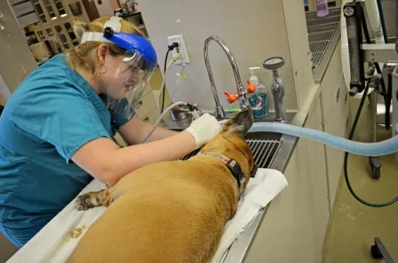 Caldwell Animal Hospital Picture 1