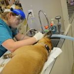 Caldwell Animal Hospital