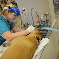 Caldwell Animal Hospital ico