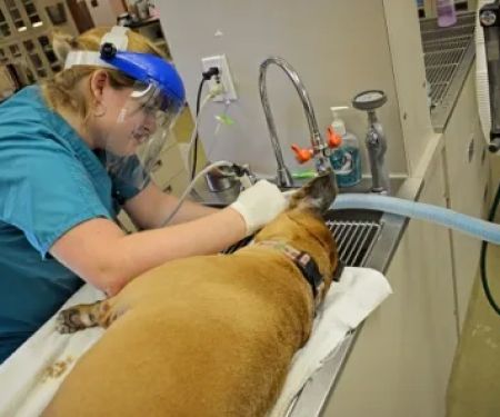 Caldwell Animal Hospital