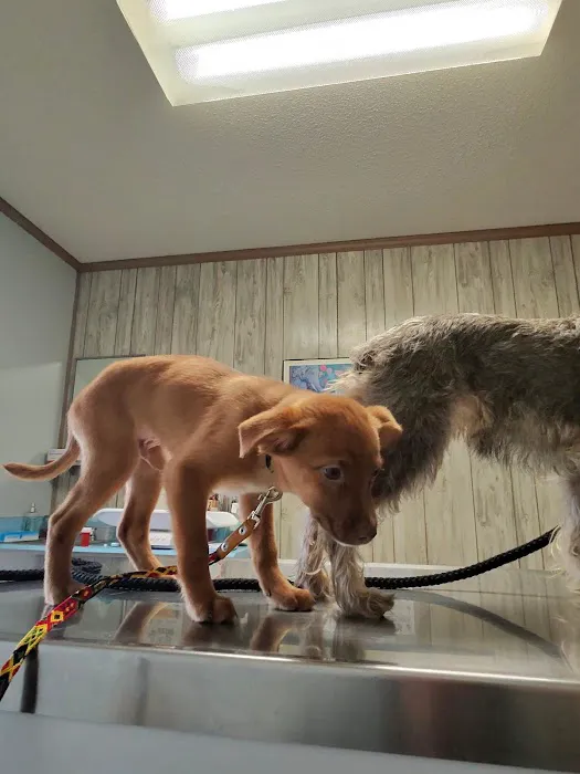 Forest City Animal Hospital Picture 6