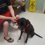 Forest City Animal Hospital