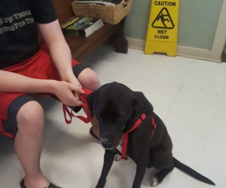 Forest City Animal Hospital
