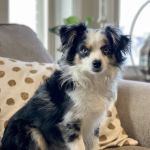 Bonnie Brae Veterinary Hospital