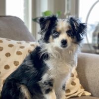 Bonnie Brae Veterinary Hospital ico