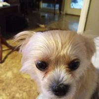 Family Pet Veterinary Hospital ico