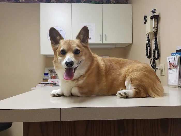 Family Pet Veterinary Hospital Picture 8
