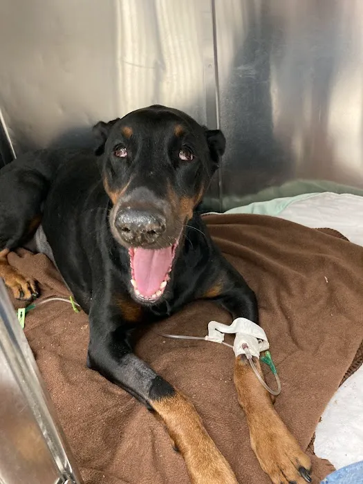 Jones Animal Hospital Picture 2