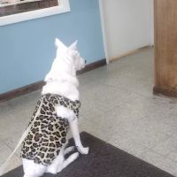 Animal Medical Clinic ico