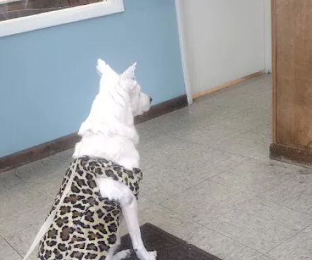Animal Medical Clinic