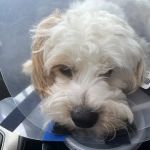 Companion Animal Hospital: Williams Scott DVM